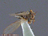  ( - UAM:Ento:211487)  @11 [ ] CreativeCommons - Attribution Non-Commercial No Derivatives (2014) Derek Sikes University of Alaska Museum