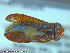  ( - UAM:Ento:211230)  @13 [ ] CreativeCommons - Attribution Non-Commercial No Derivatives (2014) Derek Sikes University of Alaska Museum