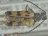 ( - UAM:Ento:221917)  @12 [ ] CreativeCommons - Attribution Non-Commercial No Derivatives (2014) Derek Sikes University of Alaska Museum