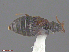  ( - UAM:Ento:224253)  @12 [ ] CreativeCommons  Attribution Non-Commercial No Derivatives (2016) Derek Sikes University of Alaska Museum