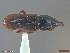  ( - UAM:Ento:230544)  @11 [ ] CreativeCommons  Attribution Non-Commercial No Derivatives (2018) Derek Sikes University of Alaska Museum