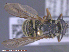  ( - UAM:Ento:311329)  @12 [ ] CreativeCommons - Attribution Non-Commercial No Derivatives (2015) Derek Sikes University of Alaska Museum