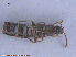  ( - UAM:Ento:232615)  @11 [ ] CreativeCommons - Attribution Non-Commercial No Derivatives (2015) Derek Sikes University of Alaska Museum