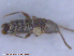  ( - UAM:Ento:232671)  @11 [ ] CreativeCommons - Attribution Non-Commercial No Derivatives (2015) Derek Sikes University of Alaska Museum