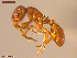  ( - UAM:Ento:234212)  @11 [ ] CreativeCommons  Attribution Non-Commercial No Derivatives (2021) Derek Sikes University of Alaska Museum