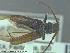  (Semanotus terminatus - UAM:Ento:236971)  @12 [ ] CreativeCommons - Attribution Non-Commercial No Derivatives (2014) Derek Sikes University of Alaska Museum