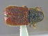  ( - UAM:Ento:236968)  @12 [ ] CreativeCommons - Attribution Non-Commercial No Derivatives (2014) Derek Sikes University of Alaska Museum