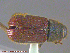  ( - UAM:Ento:236967)  @13 [ ] CreativeCommons - Attribution Non-Commercial No Derivatives (2014) Derek Sikes University of Alaska Museum