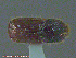  ( - UAM:Ento:234891)  @12 [ ] CreativeCommons - Attribution Non-Commercial No Derivatives (2014) Derek Sikes University of Alaska Museum