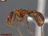  ( - UAM:Ento:234749)  @11 [ ] CreativeCommons  Attribution Non-Commercial No Derivatives (2024) Derek Sikes University of Alaska Museum