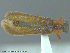  (Phymatodes maculicollis - UAM:Ento:238410)  @13 [ ] CreativeCommons - Attribution Non-Commercial No Derivatives (2014) Derek Sikes University of Alaska Museum