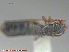  ( - UAM:Ento:237267)  @12 [ ] CreativeCommons - Attribution Non-Commercial No Derivatives (2015) Derek Sikes University of Alaska Museum