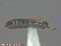  ( - UAM:Ento:237325)  @12 [ ] CreativeCommons - Attribution Non-Commercial No Derivatives (2015) Derek Sikes University of Alaska Museum