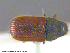  ( - UAM:Ento:237582)  @12 [ ] CreativeCommons - Attribution Non-Commercial No Derivatives (2014) Derek Sikes University of Alaska Museum