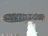 ( - UAM:Ento:237915)  @12 [ ] CreativeCommons - Attribution Non-Commercial No Derivatives (2015) Derek Sikes University of Alaska Museum