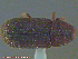  ( - UAM:Ento:238363)  @13 [ ] CreativeCommons - Attribution Non-Commercial No Derivatives (2014) Derek Sikes University of Alaska Museum
