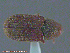  ( - UAM:Ento:238336)  @13 [ ] CreativeCommons - Attribution Non-Commercial No Derivatives (2014) Derek Sikes University of Alaska Museum