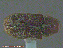  (Pseudohylesinus - UAM:Ento:238339)  @13 [ ] CreativeCommons - Attribution Non-Commercial No Derivatives (2014) Derek Sikes University of Alaska Museum