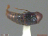  ( - UAM:Ento:240080)  @11 [ ] CreativeCommons  Attribution Non-Commercial No Derivatives (2018) Derek Sikes University of Alaska Museum