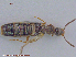  ( - UAM:Ento:240152)  @11 [ ] CreativeCommons - Attribution Non-Commercial No Derivatives (2015) Derek Sikes University of Alaska Museum
