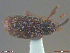  ( - UAM:Ento:242401)  @11 [ ] CreativeCommons  Attribution Non-Commercial No Derivatives (2018) Derek Sikes University of Alaska Museum