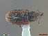  ( - UAM:Ento:242400)  @11 [ ] CreativeCommons  Attribution Non-Commercial No Derivatives (2018) Derek Sikes University of Alaska Museum