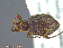  ( - UAM:Ento:242437)  @13 [ ] CreativeCommons - Attribution Non-Commercial No Derivatives (2014) Derek Sikes University of Alaska Museum