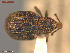  ( - UAM:Ento:243387)  @11 [ ] CreativeCommons  Attribution Non-Commercial No Derivatives (2021) Derek Sikes University of Alaska Museum