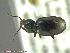  ( - UAM:Ento:243695)  @12 [ ] CreativeCommons - Attribution Non-Commercial No Derivatives (2014) Derek Sikes University of Alaska Museum