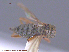  ( - UAM:Ento:243749)  @12 [ ] CreativeCommons - Attribution Non-Commercial No Derivatives (2015) Derek Sikes University of Alaska Museum