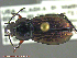  ( - UAM:Ento:244049)  @13 [ ] CreativeCommons - Attribution Non-Commercial No Derivatives (2014) Derek Sikes University of Alaska Museum
