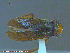  ( - UAM:Ento:250460)  @12 [ ] CreativeCommons - Attribution Non-Commercial No Derivatives (2014) Derek Sikes University of Alaska Museum