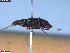  ( - UAM:Ento:251554)  @11 [ ] CreativeCommons  Attribution Non-Commercial No Derivatives (2023) Derek Sikes University of Alaska Museum