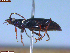  ( - UAM:Ento:251555)  @11 [ ] CreativeCommons  Attribution Non-Commercial No Derivatives (2023) Derek Sikes University of Alaska Museum
