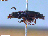  ( - UAM:Ento:251556)  @11 [ ] CreativeCommons  Attribution Non-Commercial No Derivatives (2023) Derek Sikes University of Alaska Museum