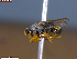  ( - UAM:Ento:251792)  @11 [ ] CreativeCommons  Attribution Non-Commercial No Derivatives (2023) Derek Sikes University of Alaska Museum