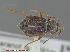  ( - UAM:Ento:254995)  @13 [ ] CreativeCommons - Attribution Non-Commercial No Derivatives (2014) Derek Sikes University of Alaska Museum