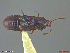  ( - UAM:Ento:256697)  @11 [ ] CreativeCommons  Attribution Non-Commercial No Derivatives (2018) Derek Sikes University of Alaska Museum