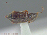  (Phlaeopterus houkae - UAM:Ento:258968)  @14 [ ] CreativeCommons - Attribution Non-Commercial No Derivatives (2014) Derek Sikes University of Alaska Museum