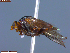  ( - UAM:Ento:260589)  @11 [ ] CreativeCommons  Attribution Non-Commercial No Derivatives (2023) Derek Sikes University of Alaska Museum
