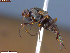  ( - UAM:Ento:260597)  @11 [ ] CreativeCommons  Attribution Non-Commercial No Derivatives (2023) Derek Sikes University of Alaska Museum