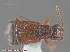  (Coryphium arizonense - UAM:Ento:264578)  @12 [ ] CreativeCommons - Attribution Non-Commercial No Derivatives (2014) Derek Sikes University of Alaska Museum