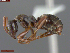  ( - UAM:Ento:283640)  @11 [ ] CreativeCommons  Attribution Non-Commercial No Derivatives (2024) Derek Sikes University of Alaska Museum