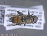  ( - UAM:Ento:288792)  @12 [ ] CreativeCommons - Attribution Non-Commercial No Derivatives (2015) Derek Sikes University of Alaska Museum