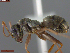  ( - UAM:Ento:272405)  @11 [ ] CreativeCommons  Attribution Non-Commercial No Derivatives (2024) Derek Sikes University of Alaska Museum