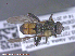  ( - UAM:Ento:288799)  @12 [ ] CreativeCommons - Attribution Non-Commercial No Derivatives (2015) Derek Sikes University of Alaska Museum
