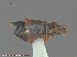  ( - UAM:Ento:275534)  @13 [ ] CreativeCommons - Attribution Non-Commercial No Derivatives (2014) Derek Sikes University of Alaska Museum