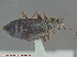  ( - UAM:Ento:275766)  @13 [ ] CreativeCommons - Attribution Non-Commercial No Derivatives (2014) Derek Sikes University of Alaska Museum