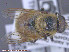  ( - UAM:Ento:286011)  @12 [ ] CreativeCommons - Attribution Non-Commercial No Derivatives (2015) Derek Sikes University of Alaska Museum