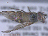  ( - UAM:Ento:285403)  @12 [ ] CreativeCommons - Attribution Non-Commercial No Derivatives (2015) Derek Sikes University of Alaska Museum